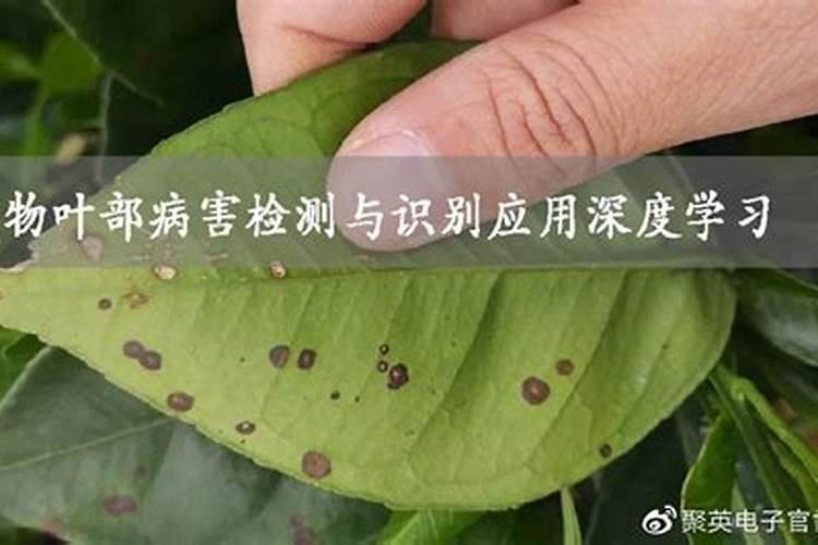 揭秘农作物健康的隐形杀手：区分生理性与传染性病害