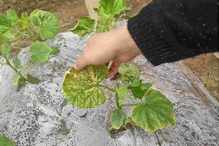 绿色守护：有效防治黄瓜药害的策略