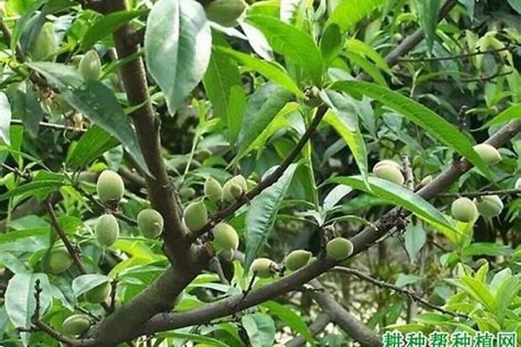 桃树裂果的因素都有哪些？要怎么预防桃树裂果？