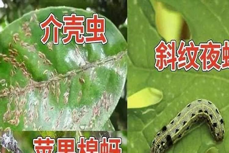 毒死蜱对黄瓜能产生药害吗怎样解除