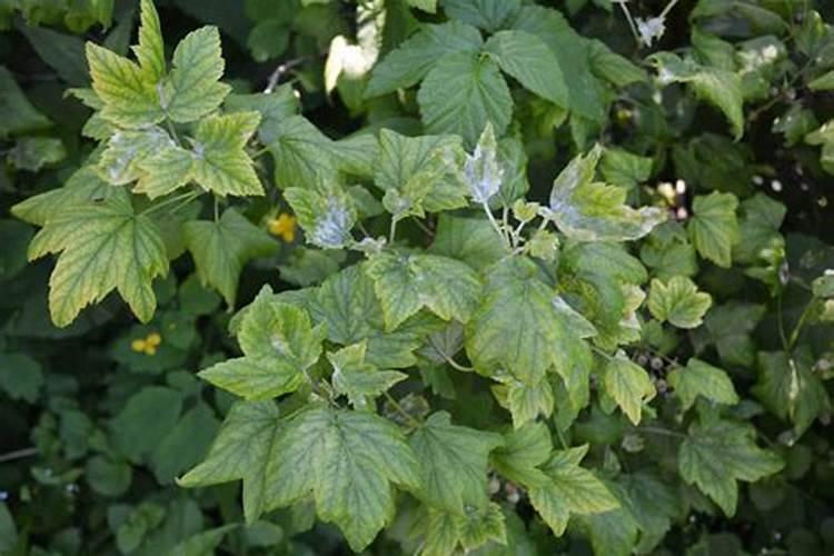 揭秘山药炭疽病：特点与防治策略全解析？