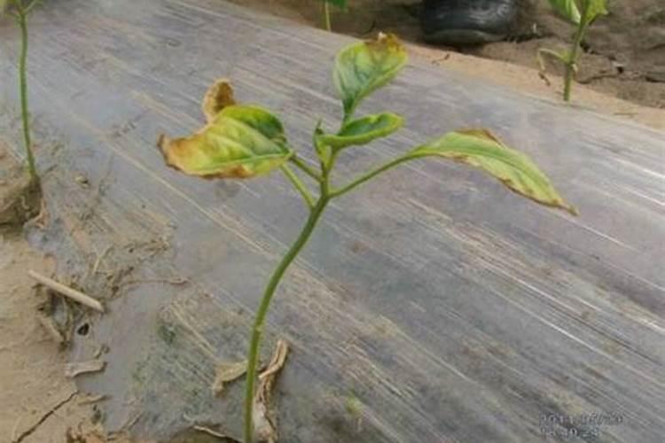 如何利用渗透压解释植物烧苗现象？