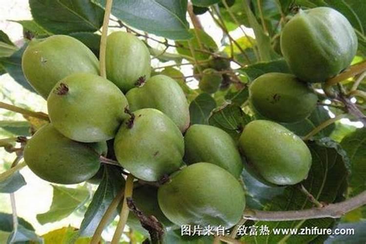 猕猴桃早衰的原因及解决方案