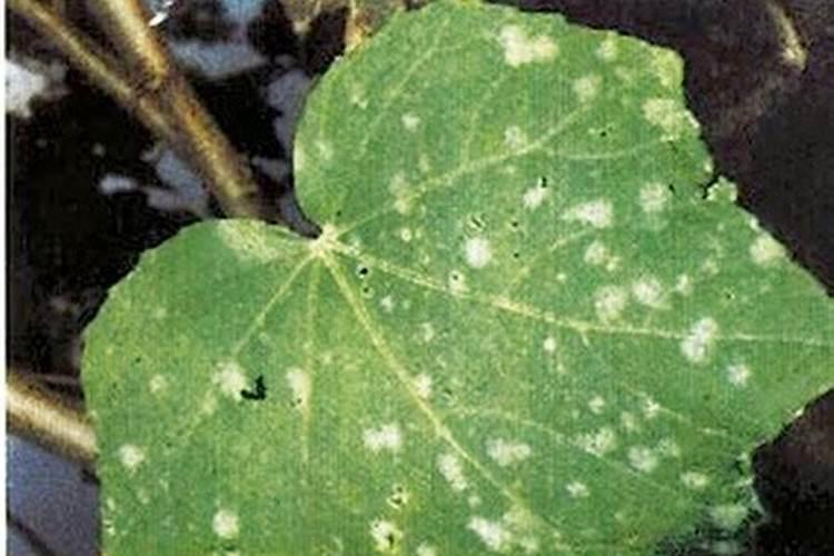 木芙蓉叶斑病的防治策略：从了解病因到实施综合管理