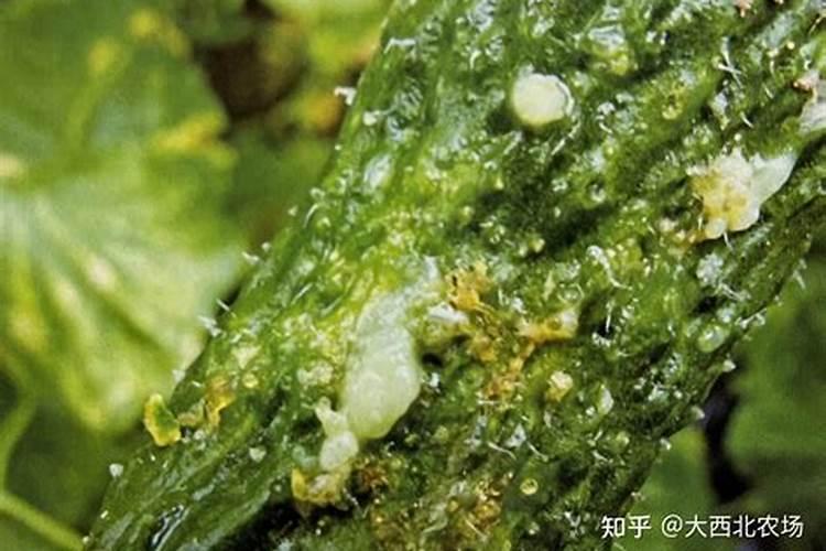 性病害真多，用这些药把它们全部干掉吧？