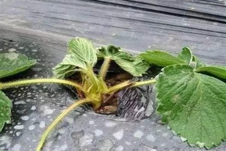 草莓青枯病是一种细菌性病害,可以用哪些化合物进行防治？