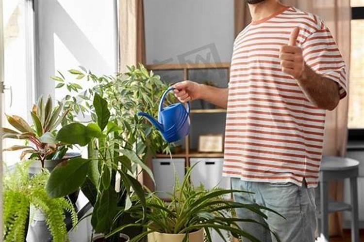 绿色守护：家庭养花不用药的治虫智慧