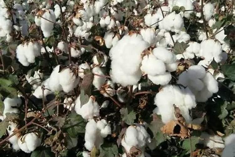 盐碱地棉花栽培的绿色革命：技术要点与实践策略