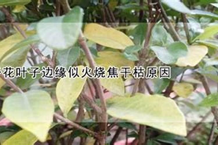 花叶子边缘似火烧焦干枯的原因是什么
