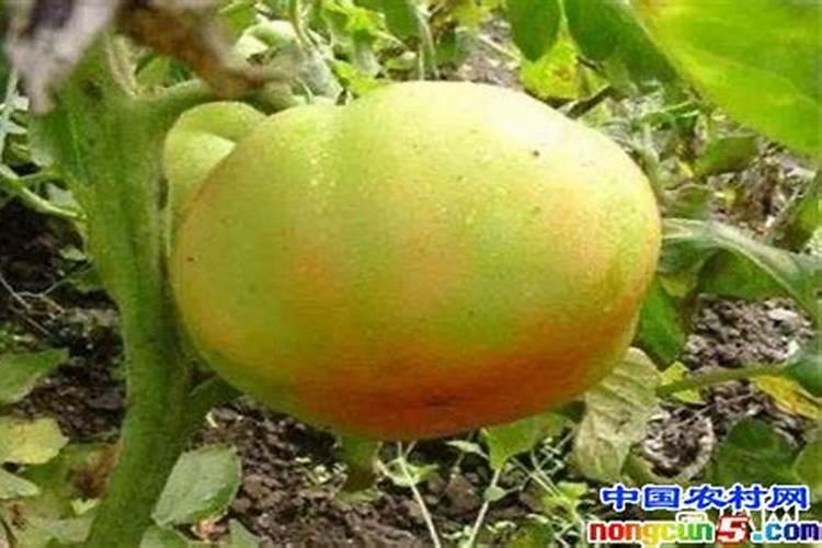 番茄花脸果发生的原因，番茄生长环境介绍