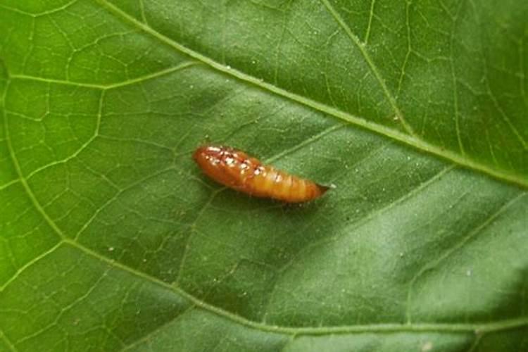 绿色守护：种植空心菜与甘薯麦蛾防御策略