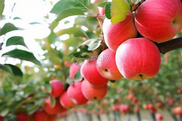 8月份苹果园管理秘籍：确保硕果累累的关键步骤