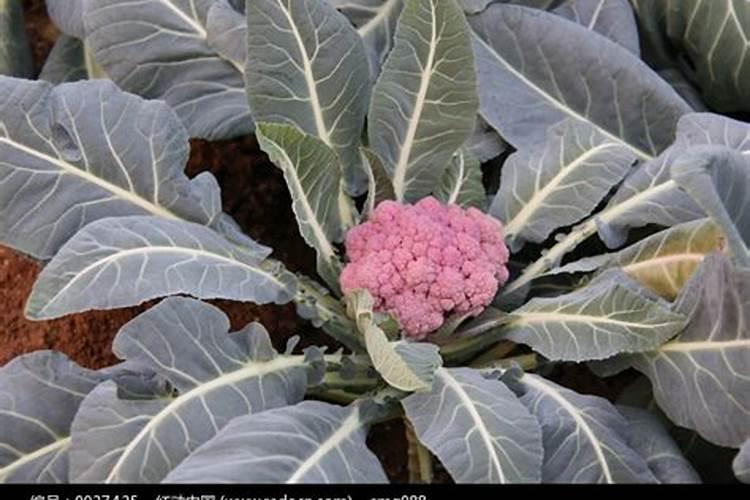 花椰菜花球粉红色是什么原因？