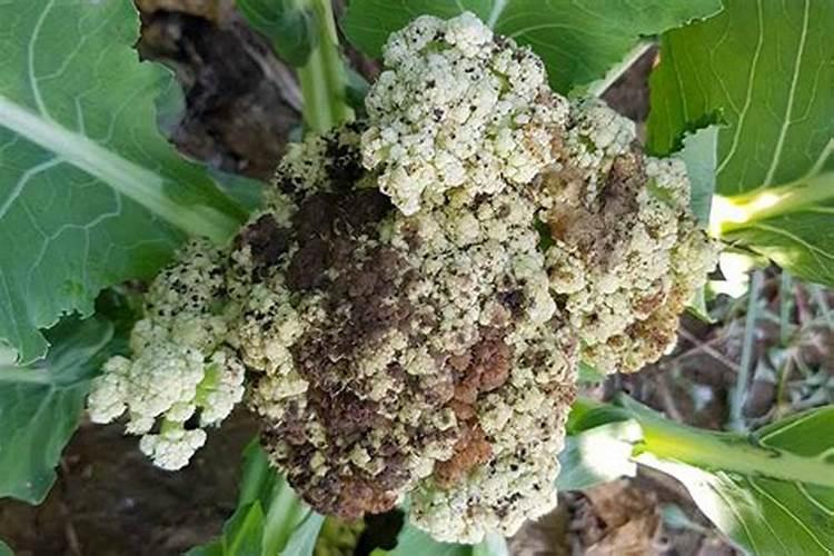 花椰菜生理性病症如何防治？