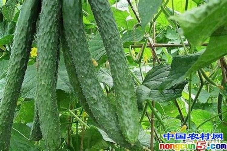 黄瓜不可以跟哪些蔬菜种一起，是什么原因？