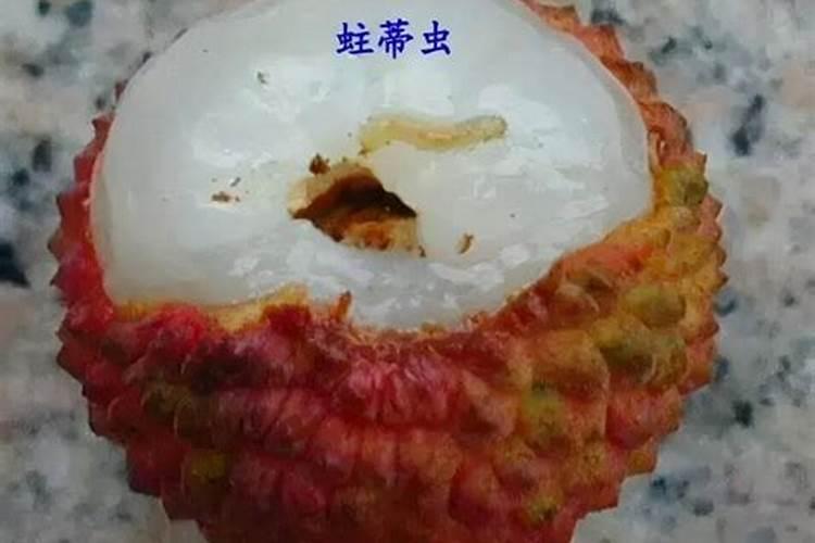 荔枝管理新焦点：蒂蛀虫防治策略