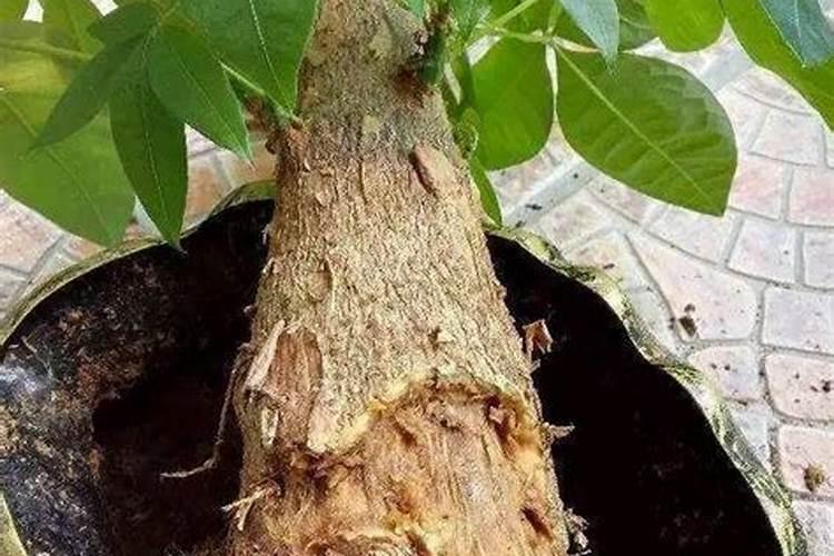 绿意盎然：战胜发财树茎腐病的策略
