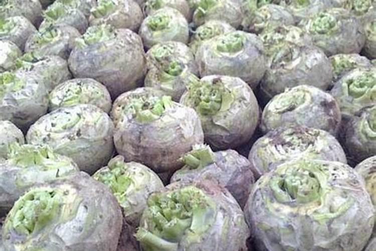 为什么芥菜疙瘩中间是黑心？