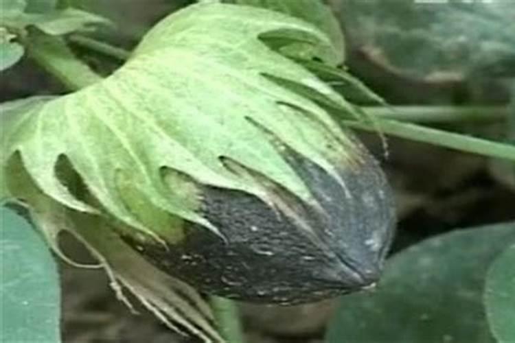 如何防治棉花烂桃？