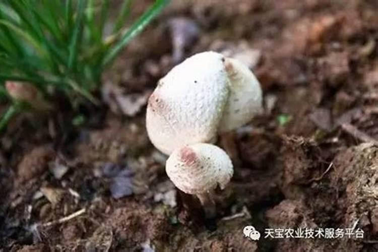 草菇死亡原因及防治对策