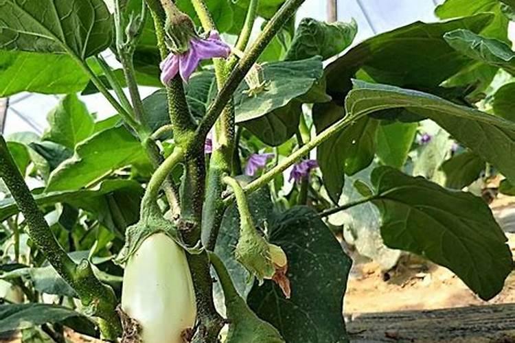 夏播茄子定植后管理的艺术：确保丰产与品质