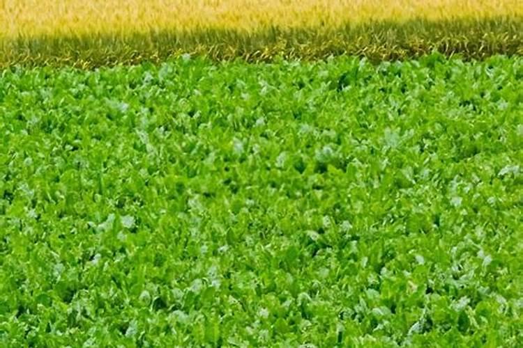 守护田野与生命：策略防范农药中毒