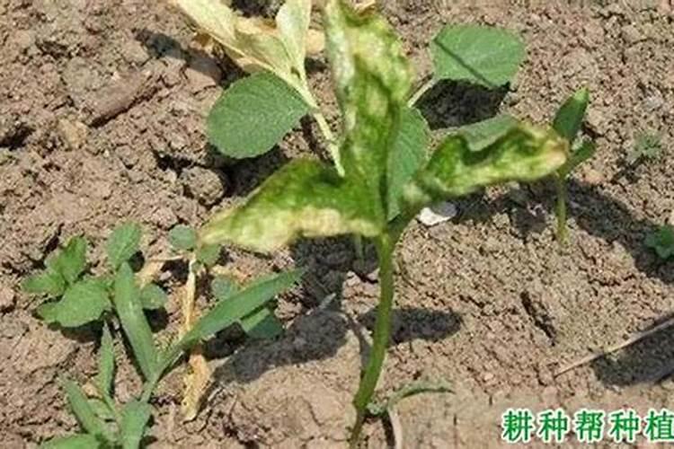 刘老师您看半夏这是什么病害呢？？