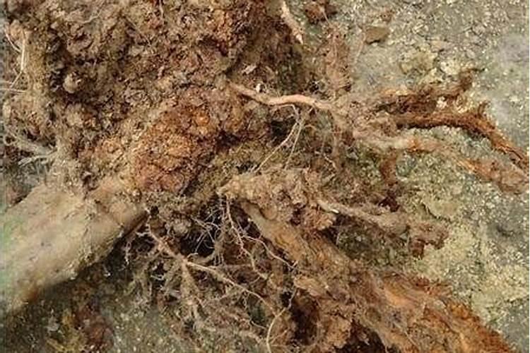 石榴树根线虫病：一场看不见的战争