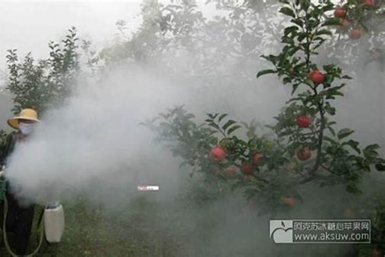 滴滴涕农药在苹果栽培中的使用与残留问题探讨