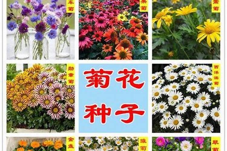 揭秘菊花的播种时间与方法：打造完美花海的秘诀？
