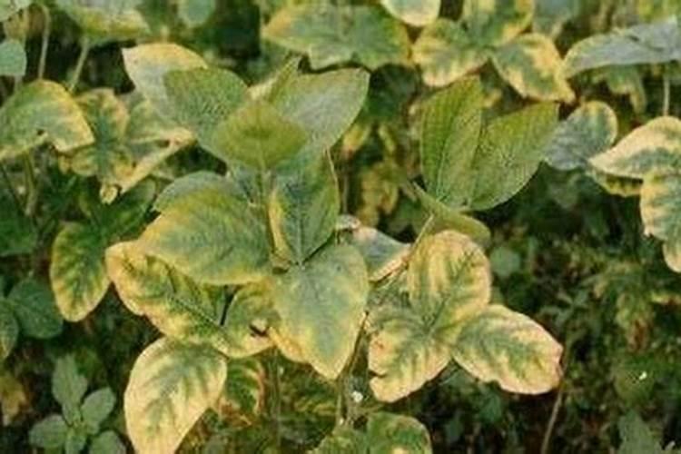 油菜缺少氮、磷、钾等元素有什么典型症状？