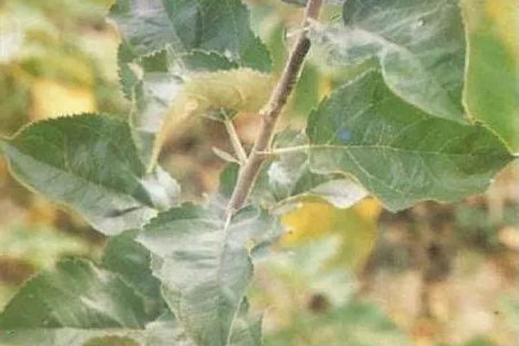 苹果树缺素症怎样解决？