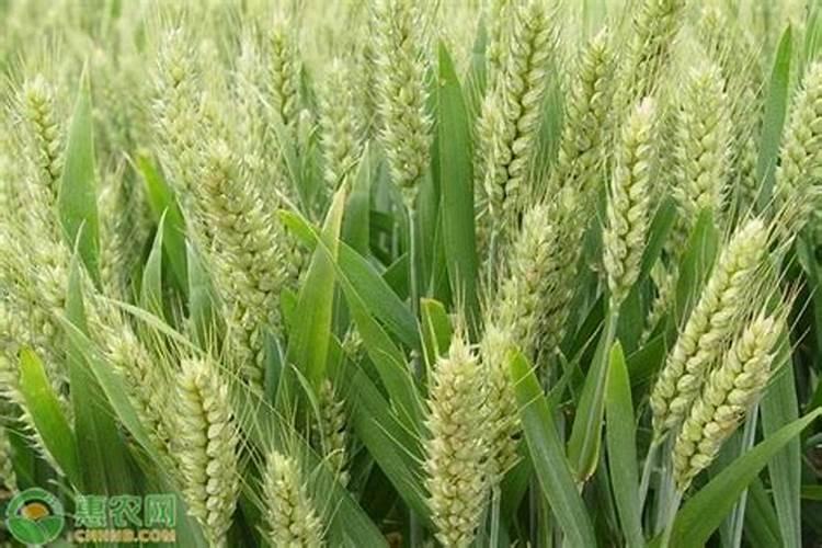 冬天小麦能喷叶面肥吗北方能种吗？