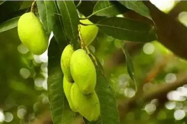 芒果缺钙怎么办？