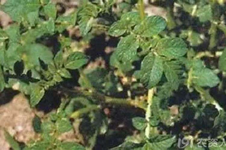 掌握科学用药，有效防治马铃薯小叶病