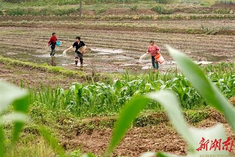 为什么要雨后施底肥？雨后施底肥分析