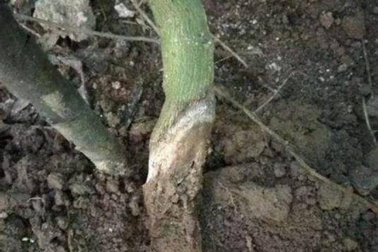荸荠基腐病的防治方法？
