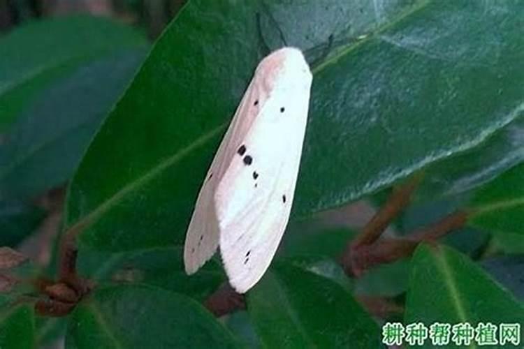 守护绿意盎然：高效农药杀菌剂的盘点与选择