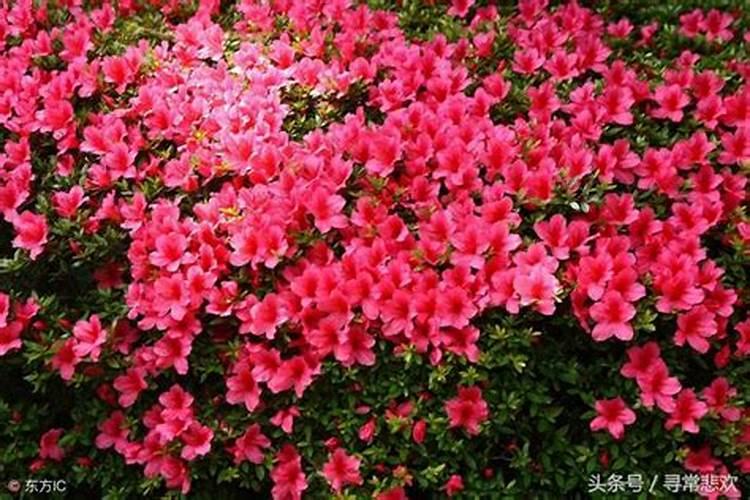 杜鹃花为什么死亡？盆栽杜鹃花的花蕾脱落或死亡的原因