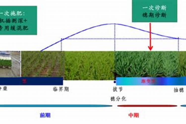 荔枝高产的秘诀：精细化施肥管理技术