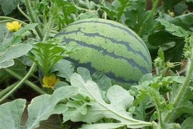 绿色守护：西瓜田除草策略与药剂选择全解析