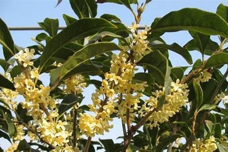 桂花树小苗的养殖技术：打造芬芳绿意