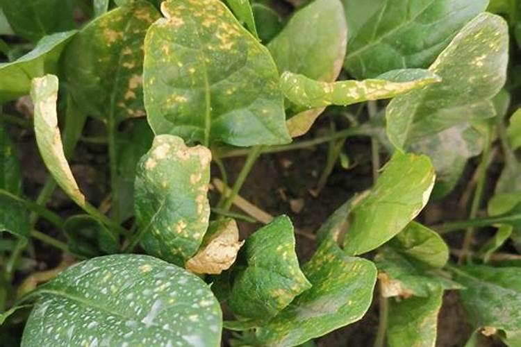 战胜菠菜霜霉病：有效防治策略与用药指南