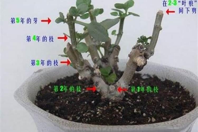 长寿花怎样打顶摘心