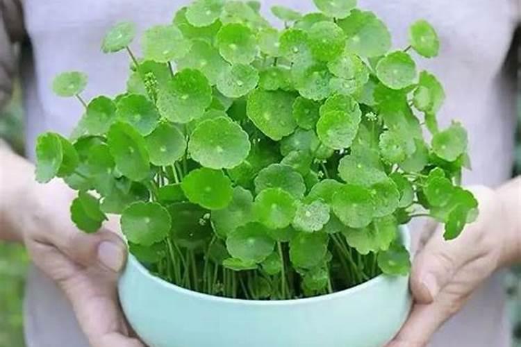 铜钱草为什么发黄（铜钱草发黄是什么原因）？