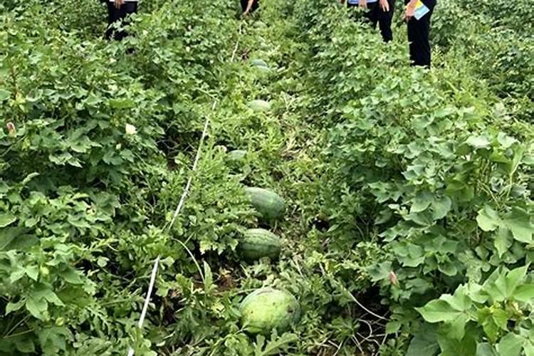 田间艺术：棉花与西瓜间作栽培的高产高效秘籍