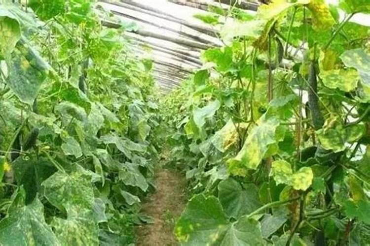大棚蔬菜经常出现病虫害，那是因为你田间管理不到位