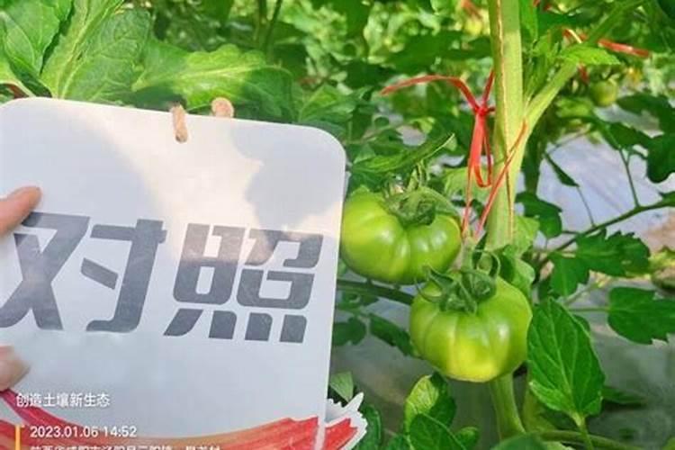 番茄畸形果的防治