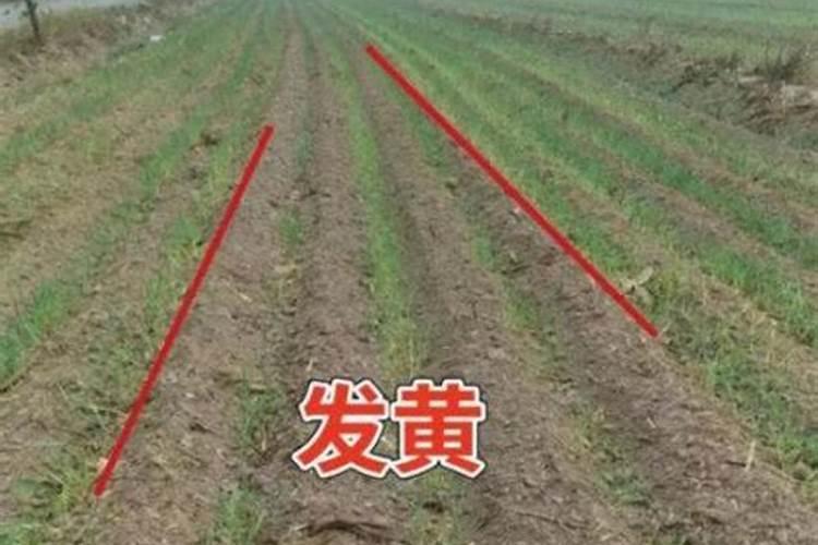 麦苗死亡是什么原因怎么应对？