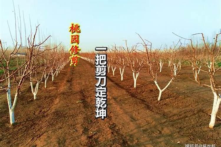 果树刻芽应注意那些问题？
